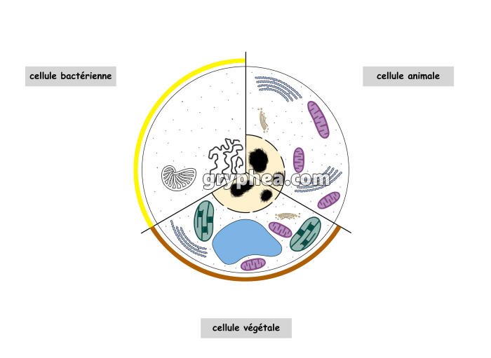 Schéma comparatif des 3 principaux types cellulaires (ultrastructure) - infographie - gryphea.com